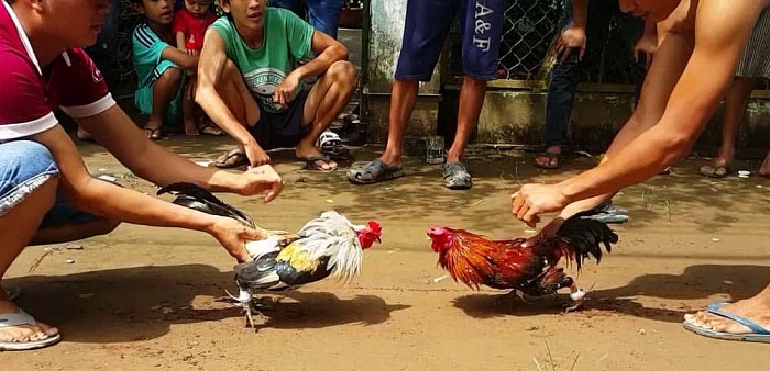 trực tiếp đá gà online